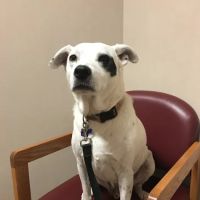 Lincoln Heights Animal Hospital ico