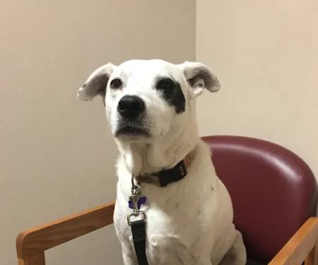 Lincoln Heights Animal Hospital