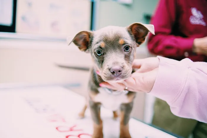 Pet Vaccination Clinic Picture 7