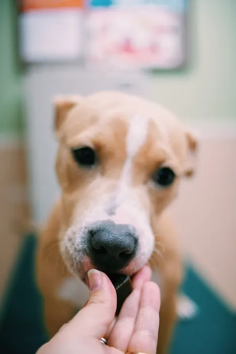 Pet Vaccination Clinic Picture 8