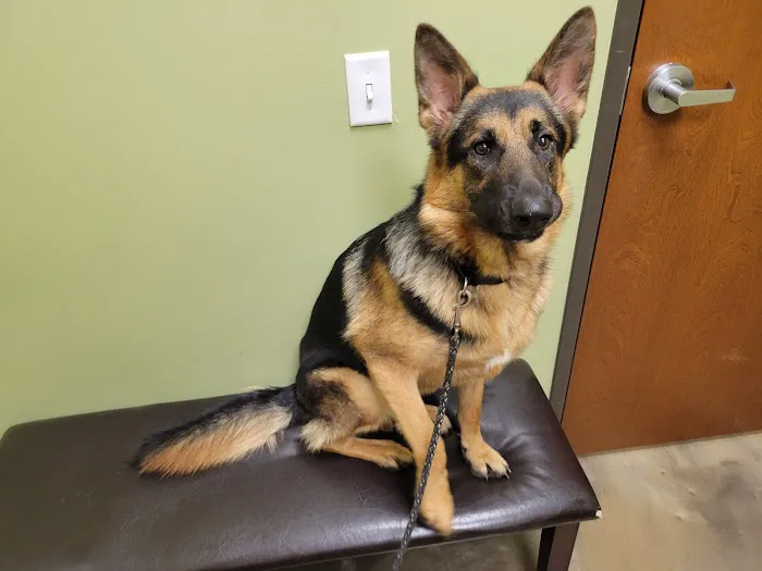 Low Cost Pet Vet Picture 1