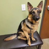 Low Cost Pet Vet ico