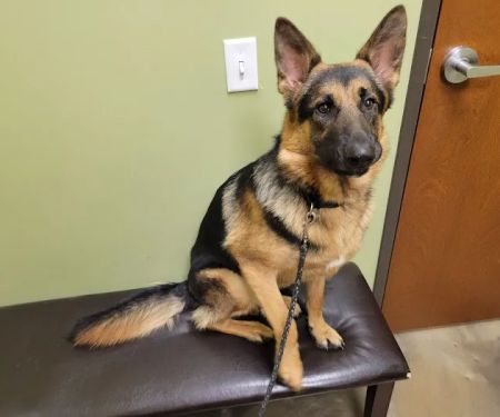 Low Cost Pet Vet