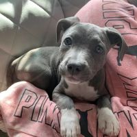 Vetco Total Care Animal Hospital ico