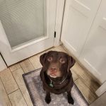 4 Paws Animal Hospital