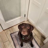 4 Paws Animal Hospital ico