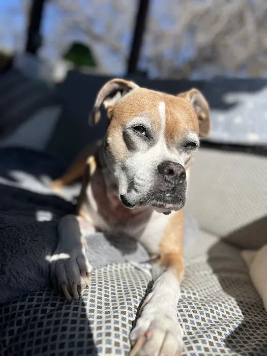 4 Paws Animal Hospital Picture 5