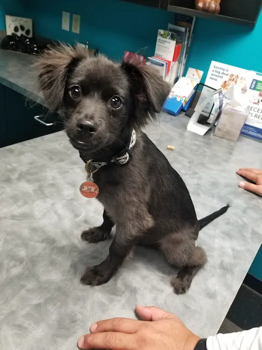 4 Paws Animal Hospital Picture 4