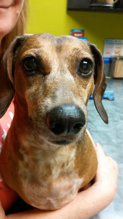 4 Paws Animal Hospital Picture 6