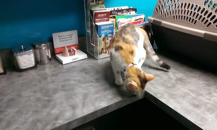 4 Paws Animal Hospital Picture 9