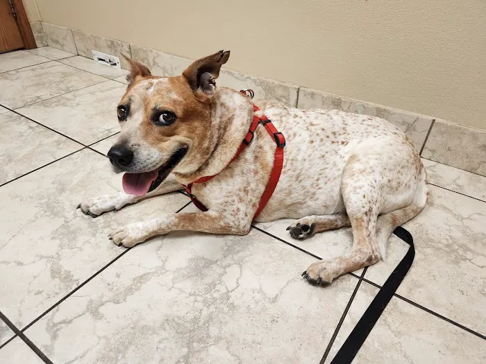 Dodd Animal Hospital Picture 2