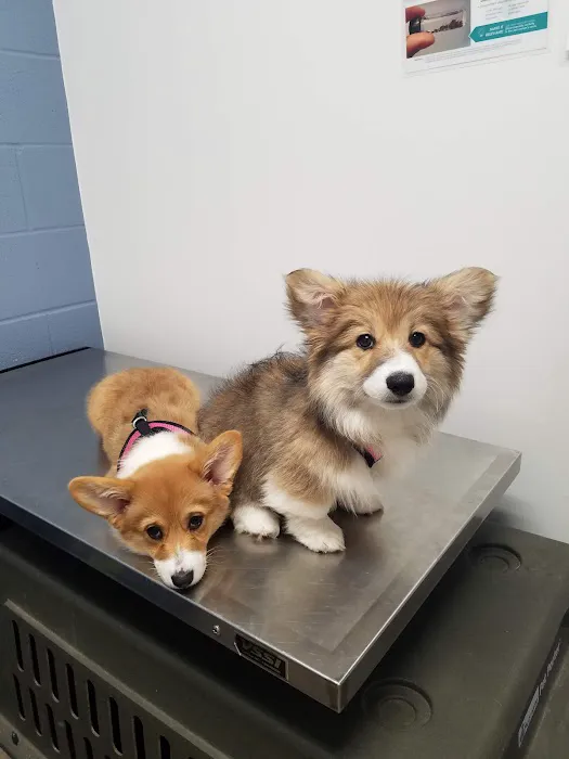 SNAP Spay-Neuter & Animal Wellness Clinic - San Antonio at Brooks Picture 3