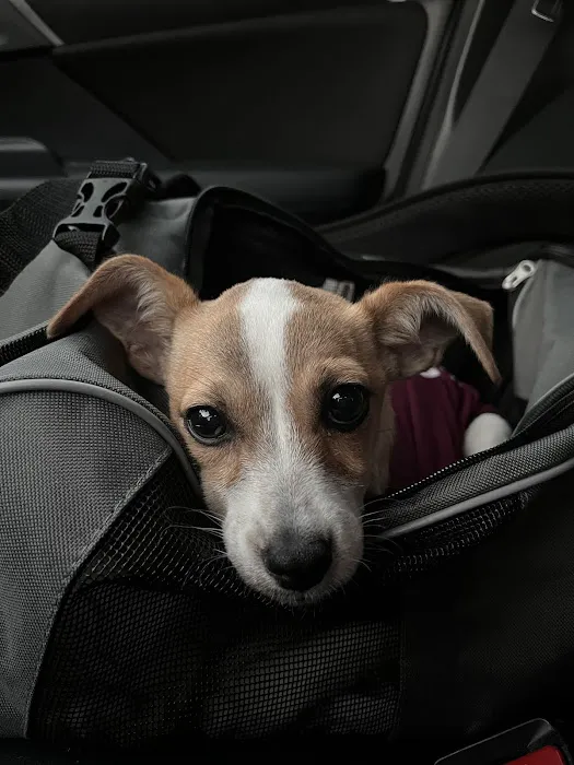 SNAP Spay-Neuter & Animal Wellness Clinic - San Antonio at Brooks Picture 1