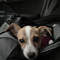 SNAP Spay-Neuter & Animal Wellness Clinic - San Antonio at Brooks ico