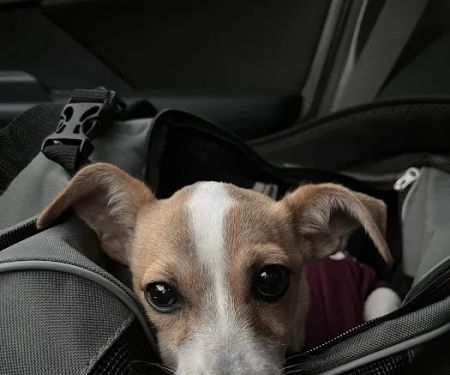 SNAP Spay-Neuter & Animal Wellness Clinic - San Antonio at Brooks