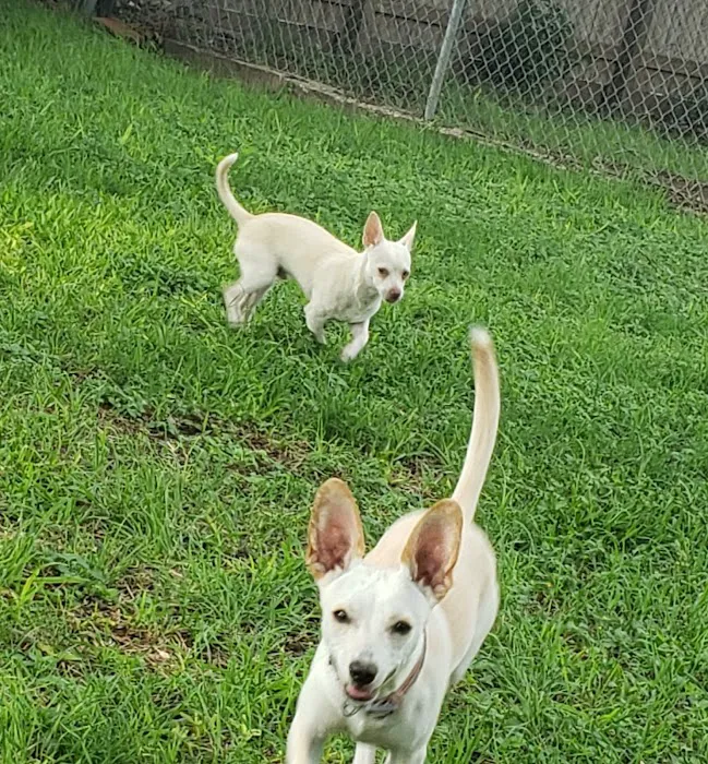 SNAP Spay-Neuter & Animal Wellness Clinic - San Antonio at Brooks Picture 10