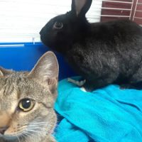 Pleasanton Road Animal Hospital ico