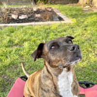 Blue Cross Pet Clinic ico