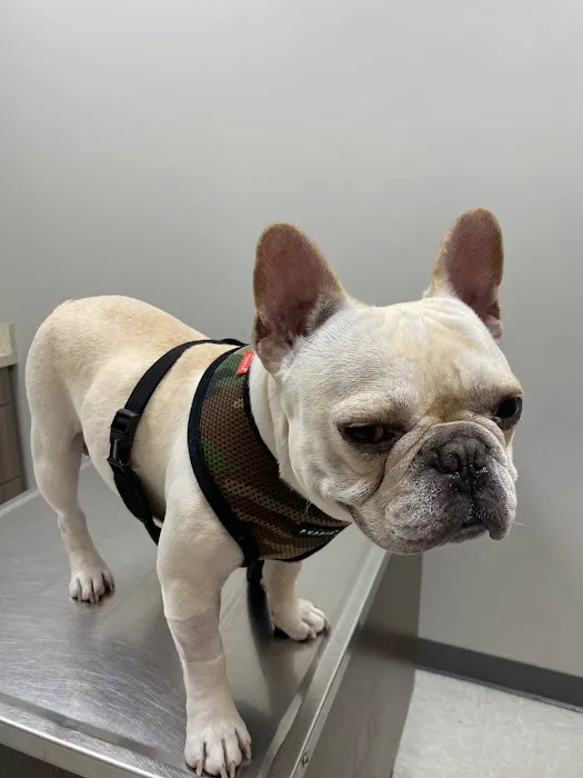 Blue Cross Pet Clinic Picture 2
