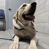 Callaghan Road Animal Hospital ico