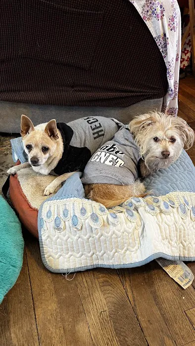 Callaghan Road Animal Hospital Picture 4