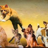 Marbach Road Animal Hospital ico