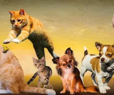 Marbach Road Animal Hospital