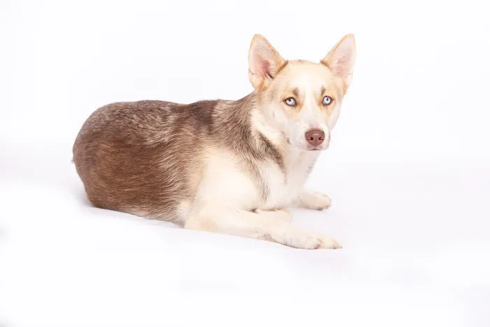 VCA Becker Animal Hospital and Pet Resort Picture 3