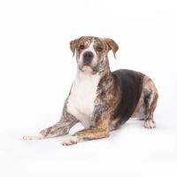 VCA Becker Animal Hospital and Pet Resort ico