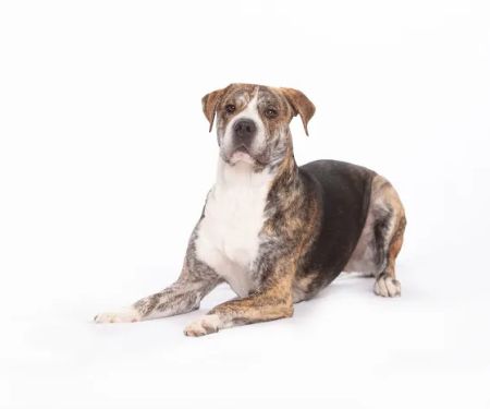 VCA Becker Animal Hospital and Pet Resort