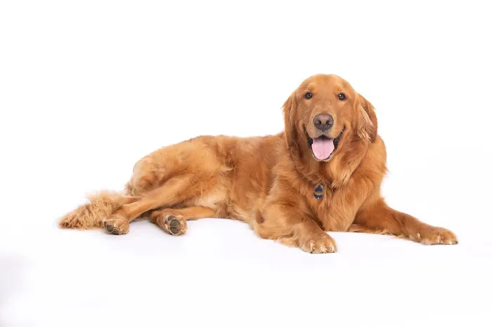 VCA Becker Animal Hospital and Pet Resort Picture 2