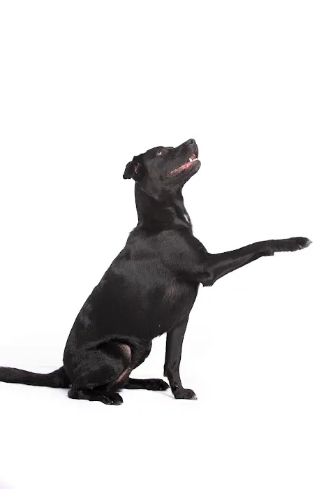 VCA Becker Animal Hospital and Pet Resort Picture 4