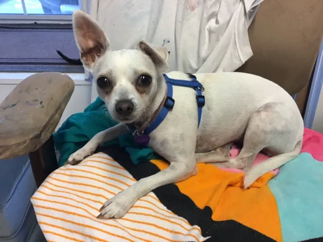 VCA Becker Animal Hospital and Pet Resort Picture 8