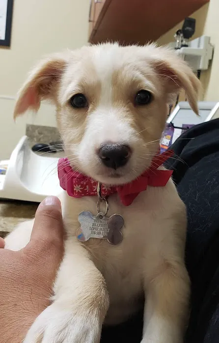 VCA Oak Hills Animal Hospital Picture 5