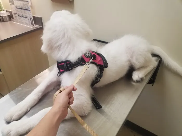 Vetco Total Care Animal Hospital Picture 3