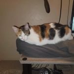 Vetco Total Care Animal Hospital