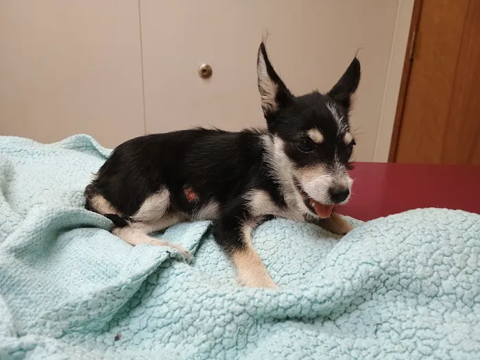 Zarzamora Veterinary Clinic - James Gates DVM Picture 5