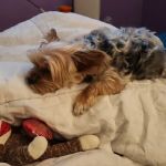 Zarzamora Veterinary Clinic - James Gates DVM