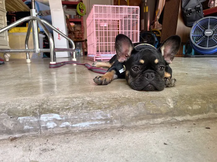Ace Veterinary Clinic Picture 7