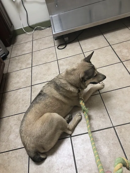 Ace Veterinary Clinic Picture 8