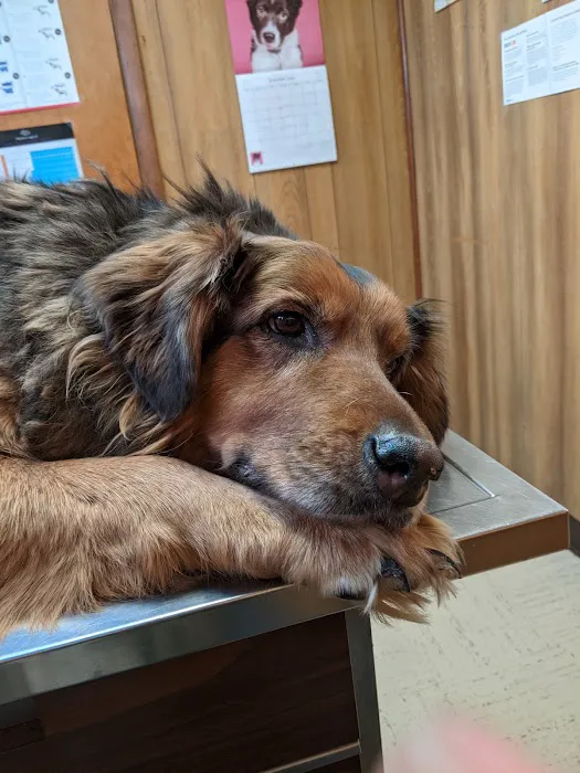 Keystone Pet Hospital Picture 1