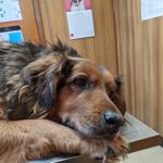Keystone Pet Hospital