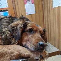 Keystone Pet Hospital ico