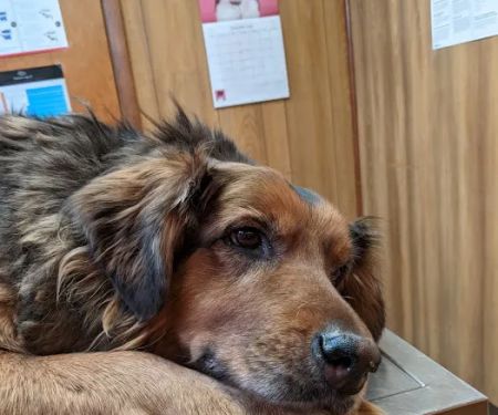Keystone Pet Hospital