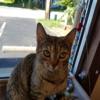 The Paw Patch Place ico