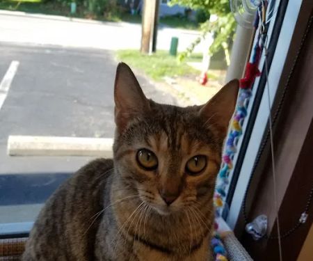 The Paw Patch Place