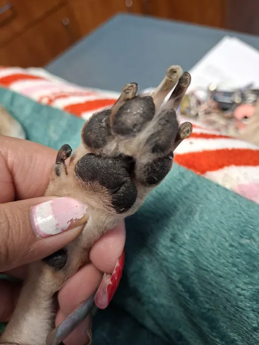 North Star Animal Hospital Picture 5