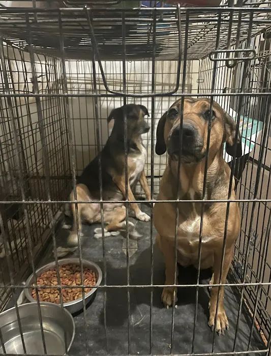North Star Animal Hospital Picture 8