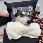 Veterinary Emergency Group