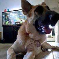 Animal Hospital of San Antonio ico